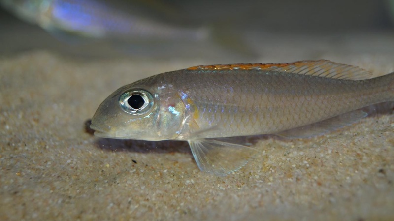Xenotilapia flavipinnis 'Kagunga'